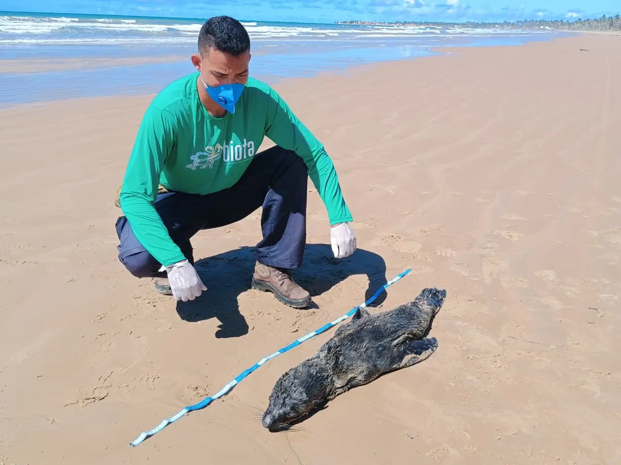 Lobo-marinho na praia do litoral de Alagoas
